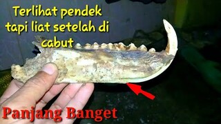 Proses cabut gigi taring babi hutan asli