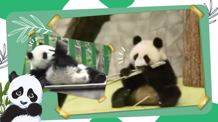 Gaining 20 kg! The two giant pandas have been in Russia for a year!
