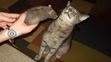 KUCING KUCING LUCU 😹 Video kucing terlucu 2021 | Kucing Paling Imut