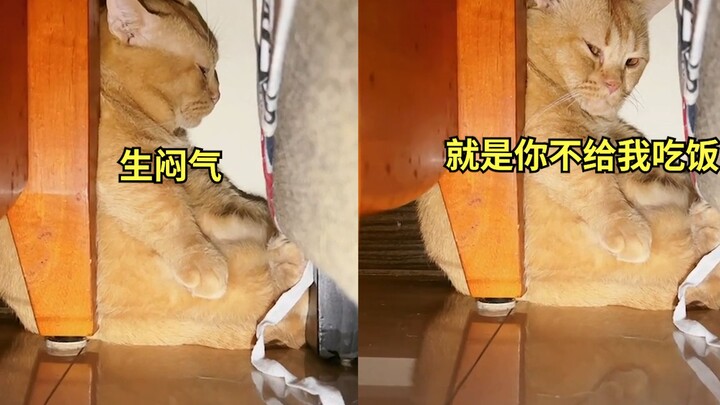 橘猫看到晚饭分量变少秒炸毛，塞角落不肯出来：这么少不如不吃！