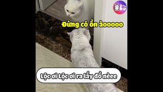 Khi Loài Mèo Biết Nói Tiếng Việt (Phần 3) 😂 #Shorts