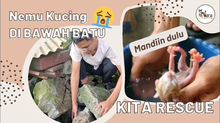 NEMU ANAK KUCING KEDINGINAN DIBAWAH BATU, KITA SELAMATKAN DAN BAWA PULANG