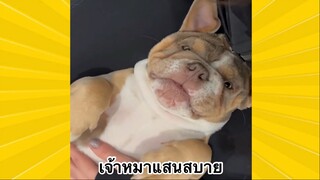 สัตว์เลี้ยงเพื่อนขนปุย : เจ้าหมาแสนสบาย