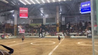 march 18 2 cock derby sta ana 1st fight win