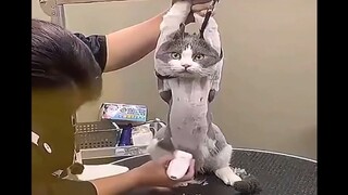 Sembuhkan suasana hati yang buruk (kumpulan video lucu asing edisi ke-27)