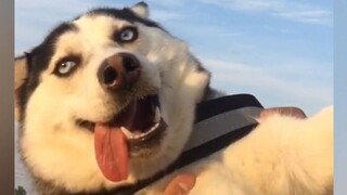 Husky này đã khiến tôi cười cả ngày lẫn đêm!