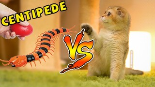 Cats vs Giant Centipede (The Happy Pets #23)