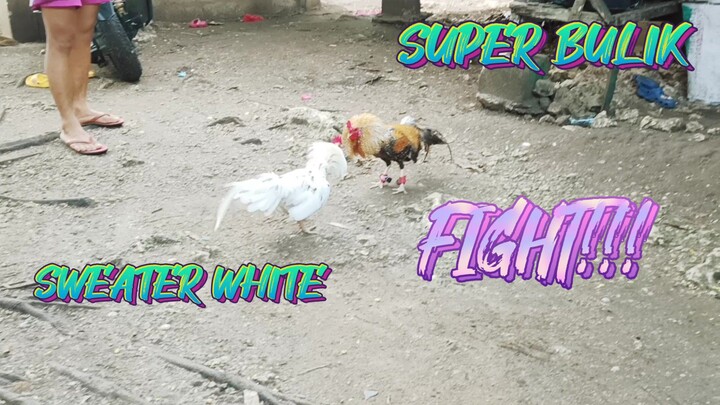 SWEATER WHITE VS SUPER BULIK        SPAR!!