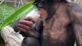 con khỉ này nó thành tin rồi 😂