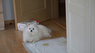 Đưa cún yêu lười nhất thế giới đi dạo ở nước ngoài _ Holly _ pomeranian _ 1