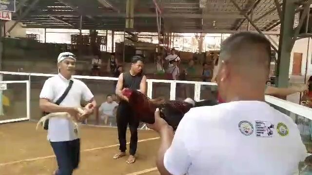 first fight win meron mariveles cock arena