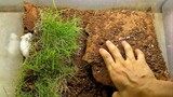 [Animals]Four hamsters lived in the soil for a month