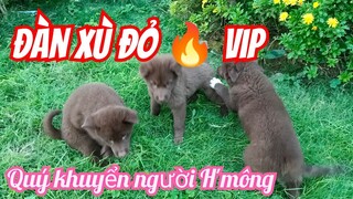 Đàn xù Bắc Hà nâu đỏ 🔥 Vip...Vip...Vip. Quý khuyển người H'mông. hmong dog.