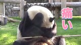 An embarrassing moment of panda