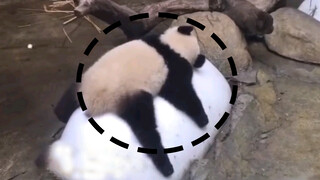 Panda: The ice is all mine. Where I go, the ice goes!