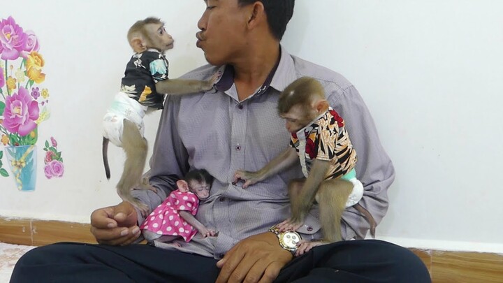 Happy Family Monkey | Adorable Maki and Maku  With Cute Baby Jessie Very Happy Play With Dad