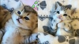 Video Anak Kucing Lucu, Imut, Ngegemesin | Cute Kittens