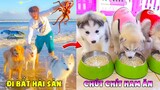 Thú Cưng Vlog | Gia Đình Gâu Đần #5 | Chó Golden thông minh vui nhộn | Smart dog funny pets