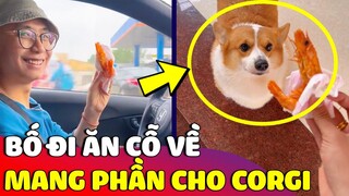 Thanh niên Corgi mừng rỡ khi được bố đi 'ĂN CỖ' rồi mang 'ĐỒ ĂN NGON' về cho mình 😅 | Gâu Đần