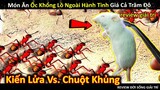 Lần Đầu Đối Mặt Với Mồi Siêu Khủng, Đàn Kiến Có Tốc Độ Xử Lý Không Ngờ || Review Giải Trí Đời Sống