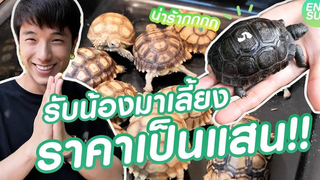 ซื้อ"ลูกเต่า"ที่ใหญ่ที่สุดในโลกมาเลี้ยง!! ราคาเป็นหลักแสน!!! KAYAVINE