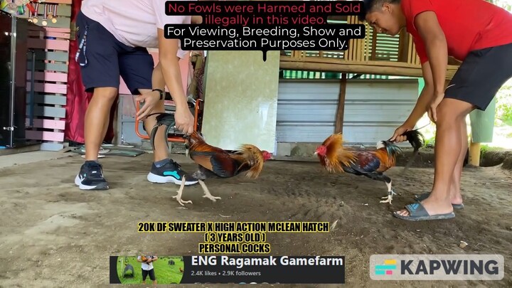 20K DINK FAIR SWEATER X HIGH ACTION MCLEAN HATCH || 3 YEARS OLD || PERSONAL COCKS || ENG Ragamak GF