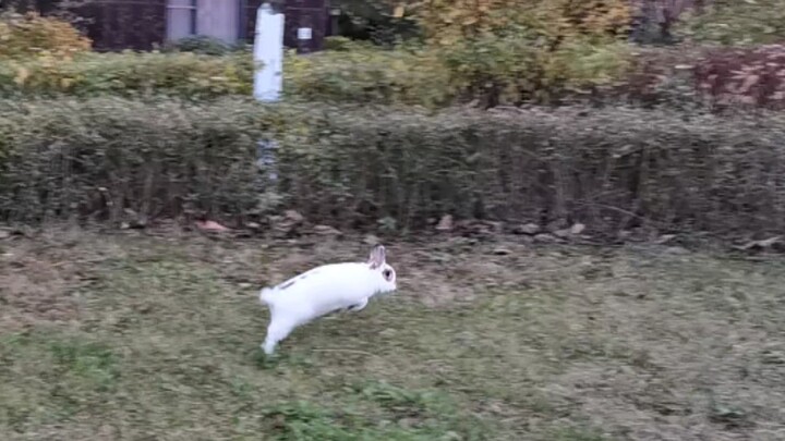 [Animals]Happy life of a dwarf rabbit