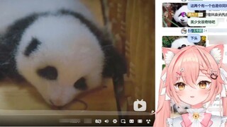 【Hiiro】Kucing Waiguo memandangi panda raksasa dari masa kanak-kanak hingga dewasa