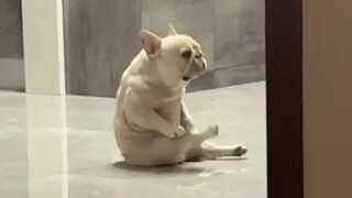 【Cute Pets】Dance moments of animals