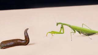 Mantis vs. Leech, a bloody battle (beware of blood!)