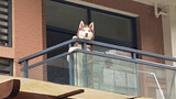 [Động vật] Husky: tôi cũng muốn ra ngoài chơi!