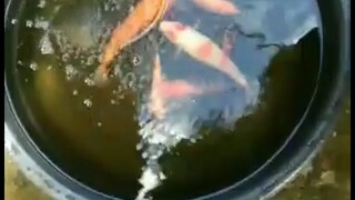 change water- Koi