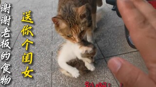 只是喂了一次猫，猫妈直接送来了自己的孩子