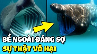 💥 Top những động vật ĐÁNG SỢ BỀ NGOÀI nhưng lại VÔ HẠI với con người - Phần 1 | TIN GIẢI TRÍ