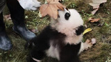 Memikat Panda dengan Daun