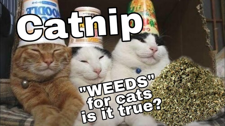 CATNIP BENEFITS AND WHY CATS  GET HIGH