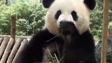 Panda Sijia adalah bos di dunia hewan nasional Tiongkok!