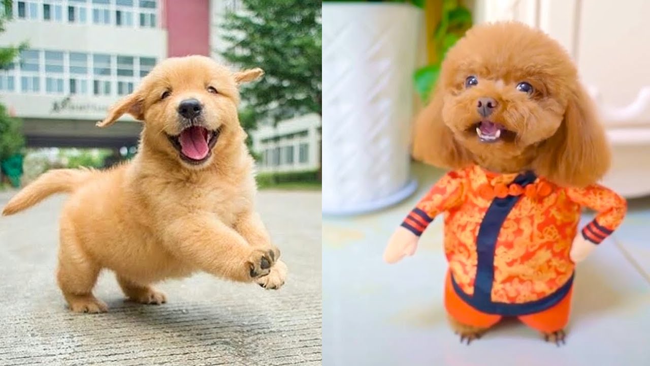 Baby Dogs - Cute and Funny Dog Videos Compilation #16 | Aww Animals - Bilibili Baby Dogs - Cute and Funny Dog Videos Compilation #16 | Aww Animals - Bilibili
