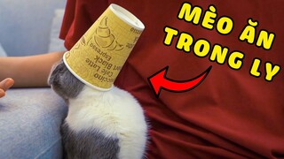 Thử thách cho mèo ăn trong ly | The Happy Pets #33