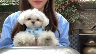 数一下几只狗