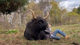 [Động vật]Nằm dựa vào chú bò đen và ngủ