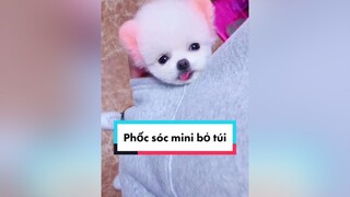 Phốc sóc mini phiên bản bỏ túi phocsoc nguyenkienpom chó chó_cưng pomerian