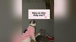 Đêm qua anh Gấu vẫn còn nhìn nha mn. 🥲🥲🥲 cat voiceeffects chiecmeotengau mèo ma ghost DienMao2022 learnontiktok