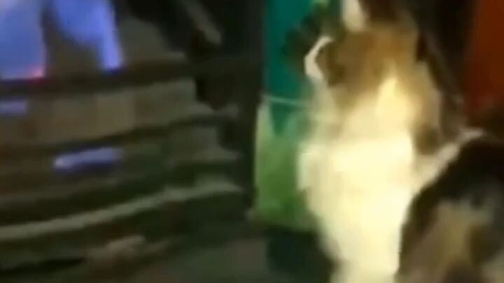 Cat meme
