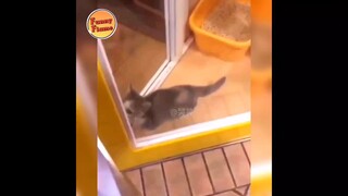 Funny Video Cat 😂
