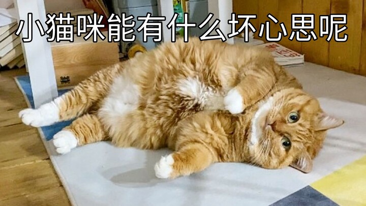 史上最嗲橘猫