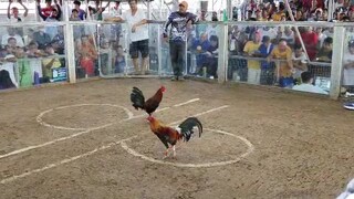 naka2hits manok Ng may palaban ang nakatapat