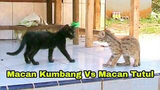 Macan Tutul Vs Macan Kumbang (Versi Kucing)