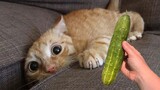 Cats Vs Cucumber Challenge - Funny Cat Reaction Videos | Pets Kingdom