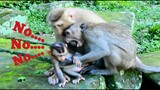 No.. No..!!,​ Baby​ Monkey Rex​ Was Attacked By Little Monkey, Little Monkey Was Continued By Rose